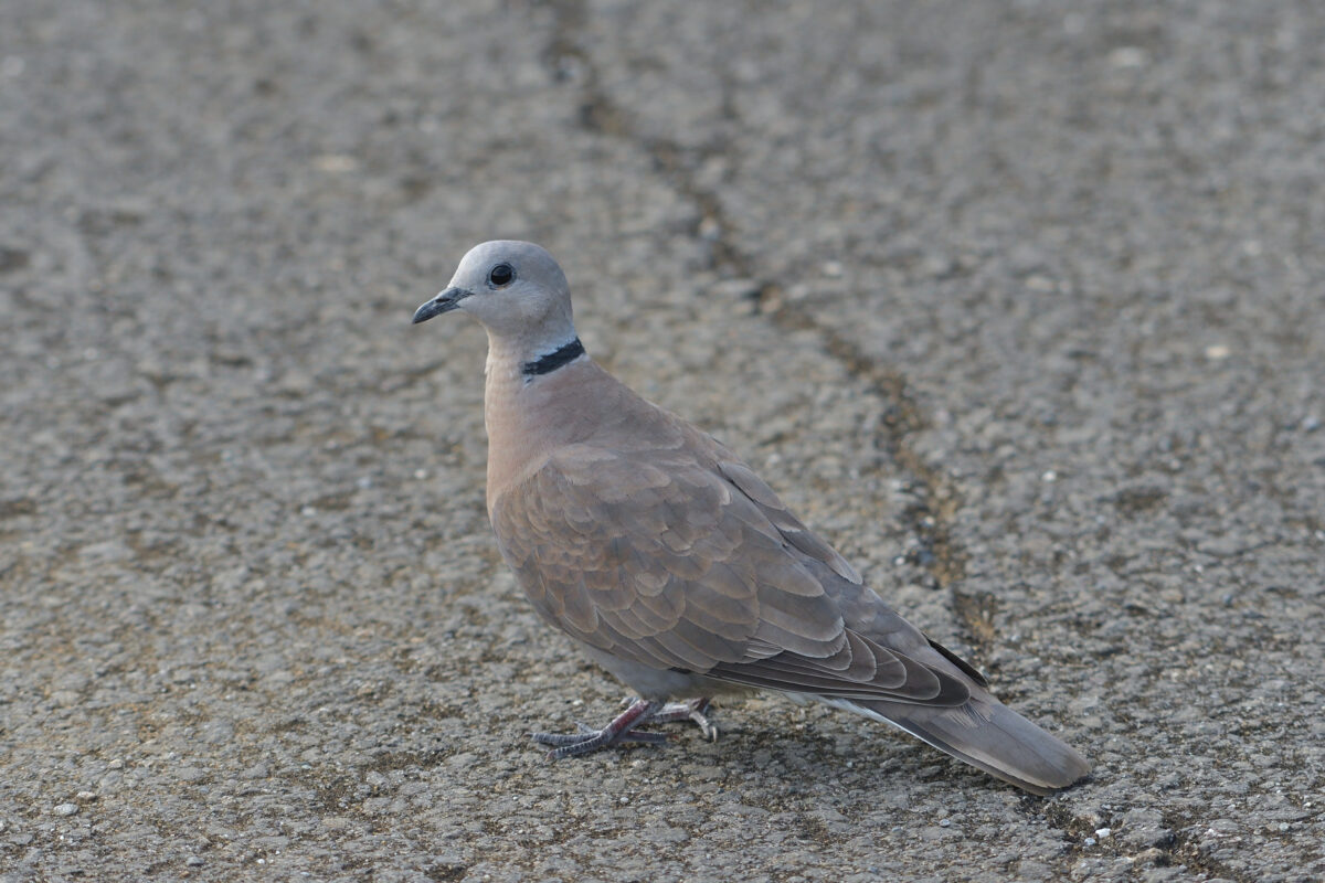 ベニバト
ベニバト♀
ベニバト雌
西表島
住吉コンポスト