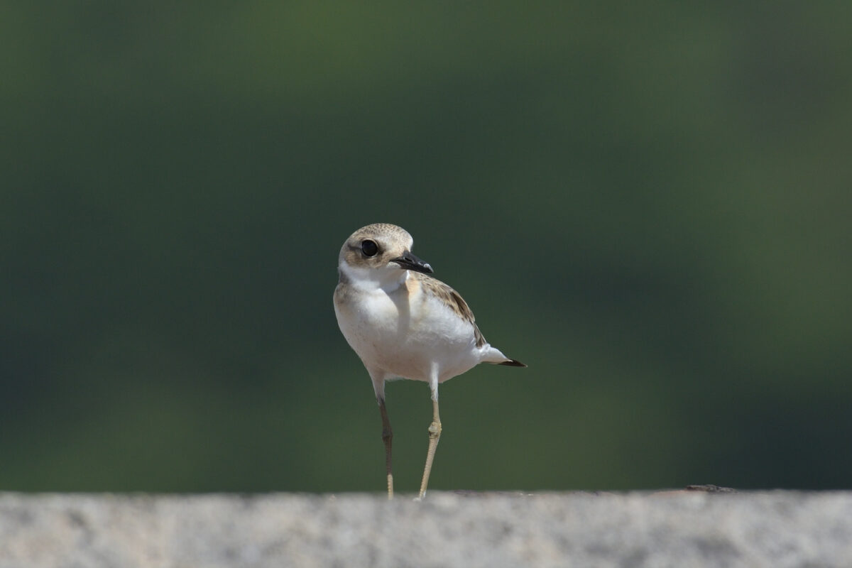 オオメダイチドリ
オオメダイチドリ幼鳥
オオメダイチドリJ
西表島
船浦港