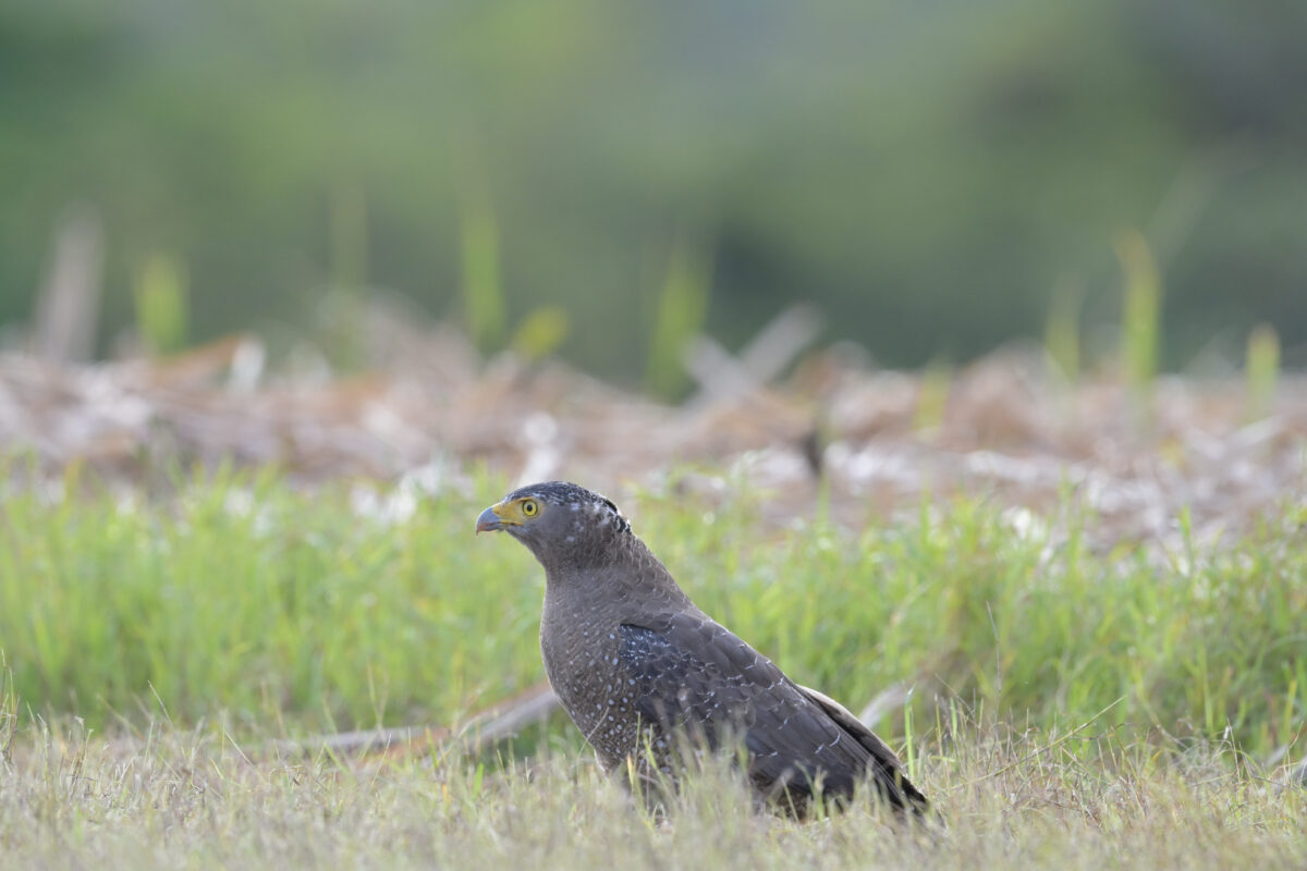 カンムリワシ
西表島
古見