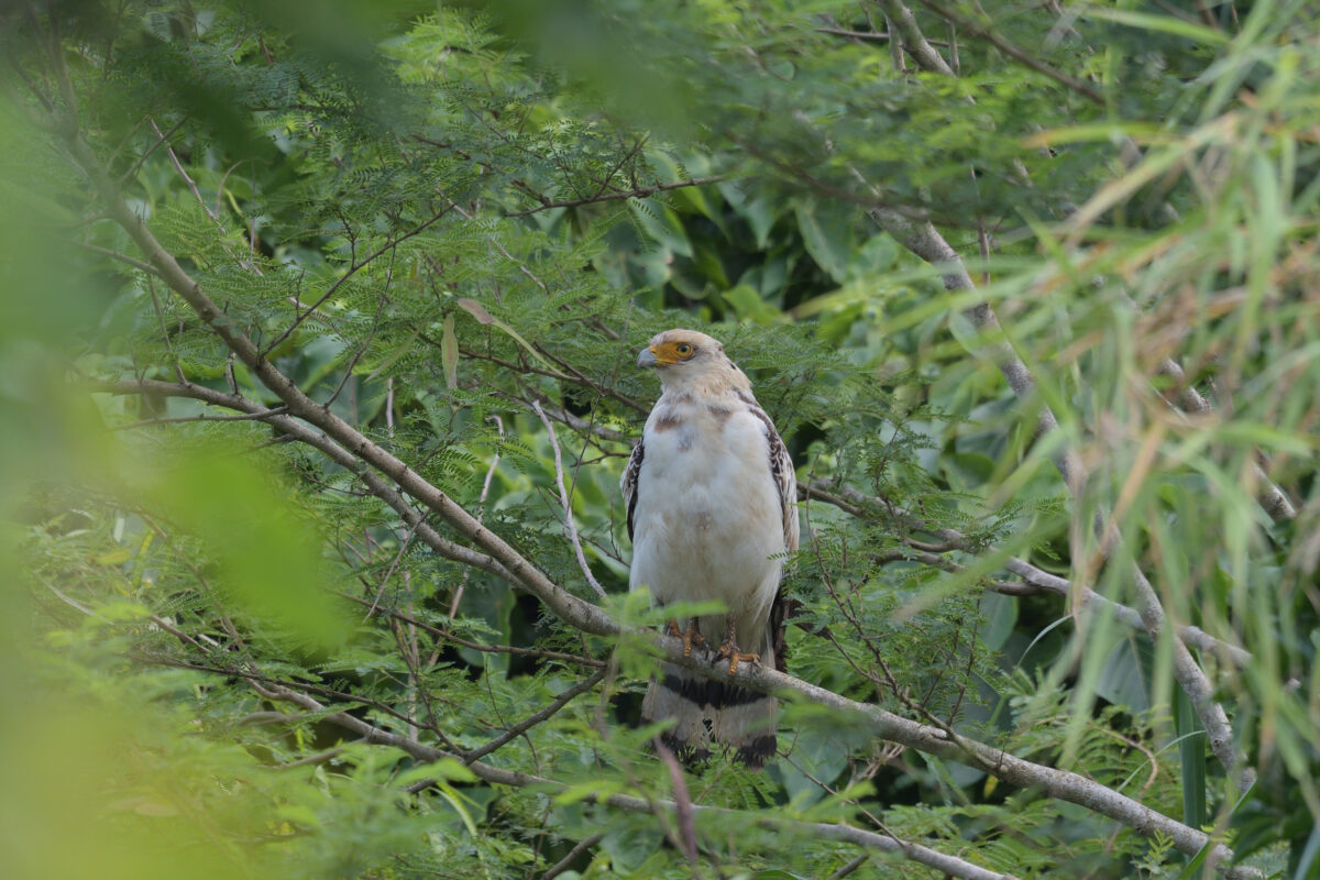 カンムリワシ幼鳥
西表島
住吉コンポスト
