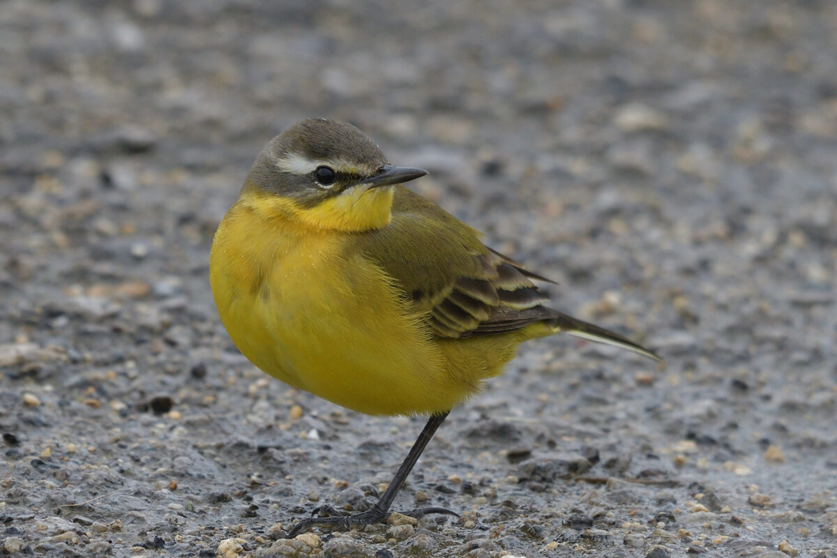 マミジロツメナガセキレイ♀夏羽
マミジロツメナガセキレイ♀
マミジロツメナガセキレイ雌
マミジロツメナガセキレイ雌夏羽
西表島
住吉コンポスト