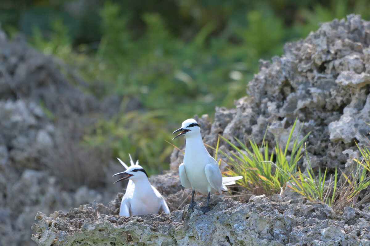 エリグロアジサシ
鳩離島
西表島