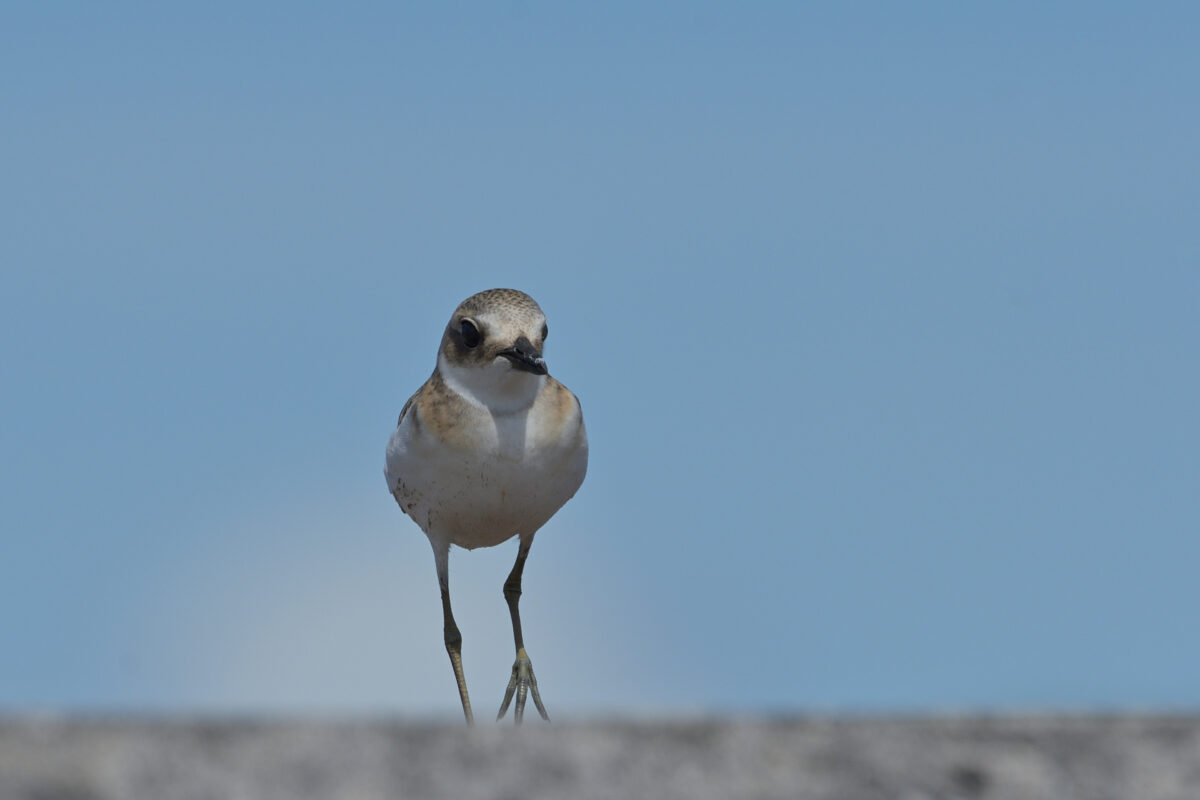 オオメダイチドリ
オオメダイチドリ幼鳥
オオメダイチドリJ
西表島
船浦港