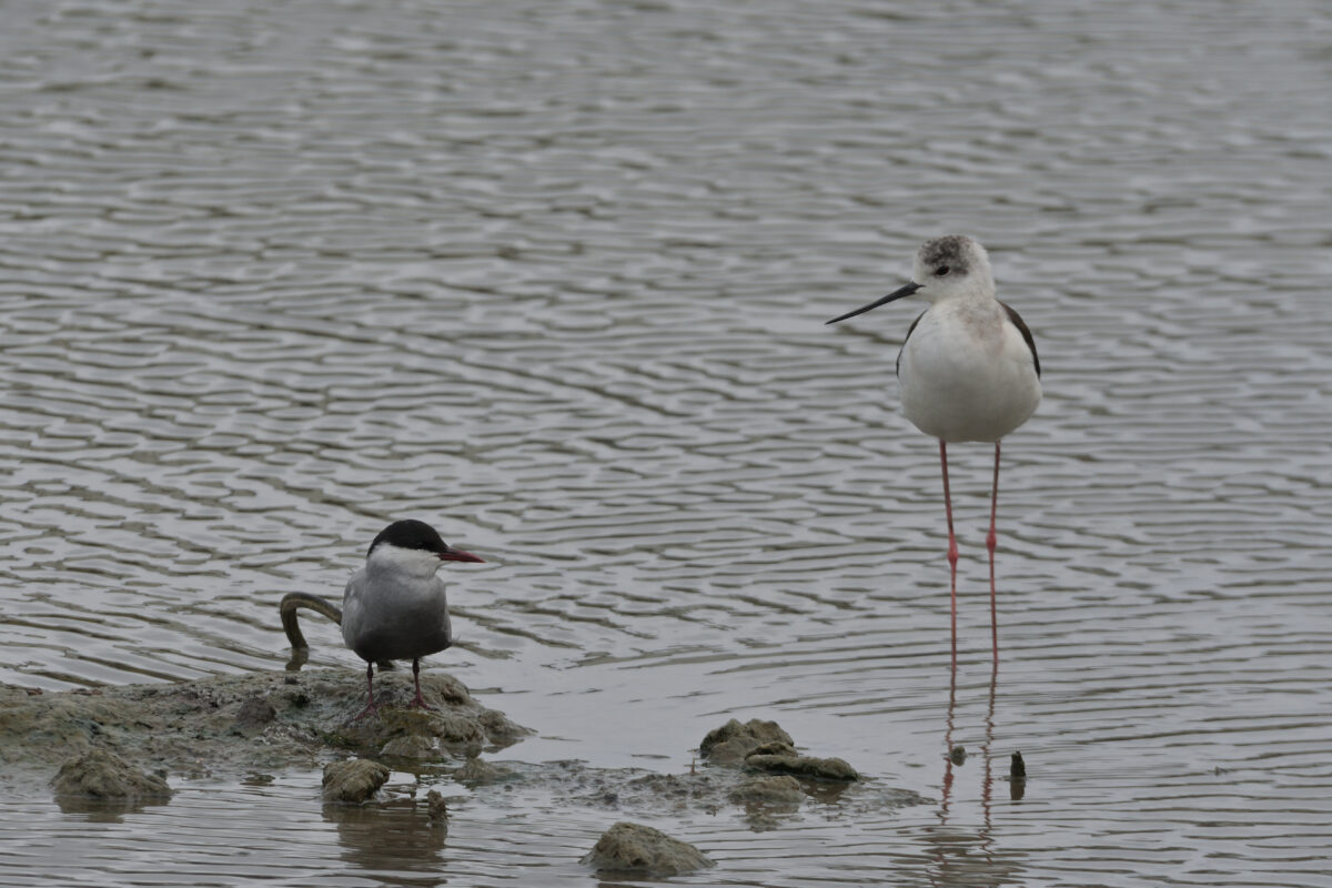 クロハラアジサシ
セイタカシギ
西表島
オオホラダ