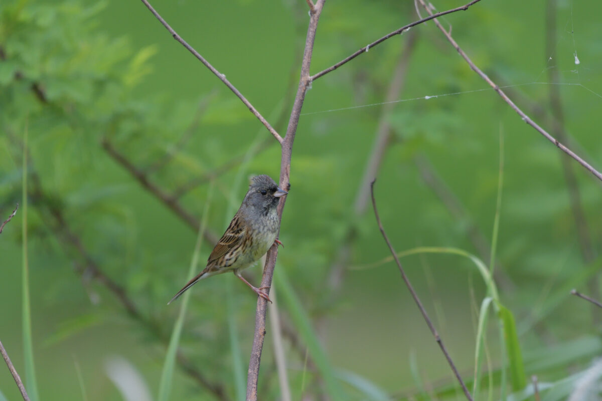 シベリアアオジ
シベリアアオジ♂
シベリアアオジ雄
ミダラの田んぼ