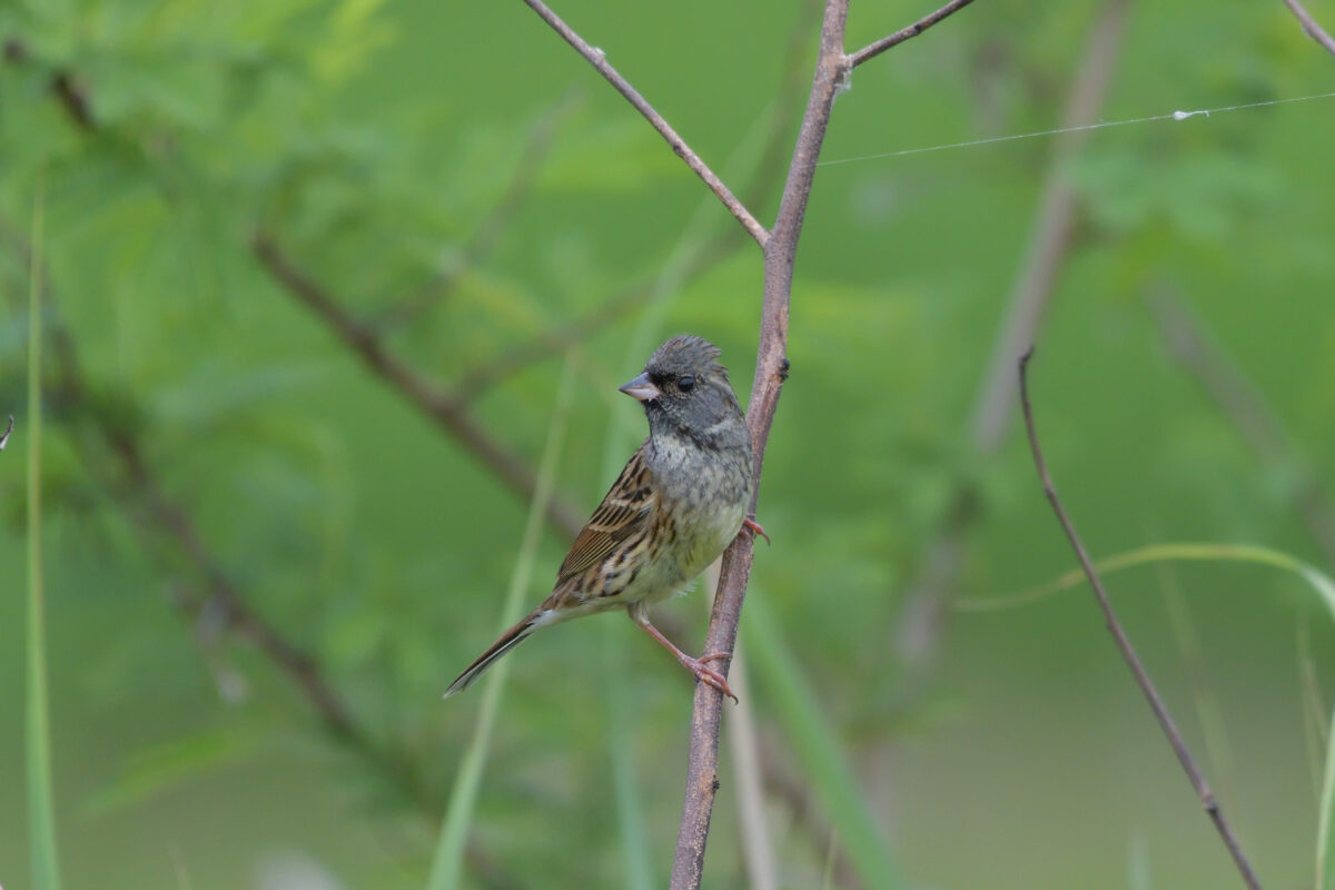 シベリアアオジ
シベリアアオジ♂
シベリアアオジ雄
ミダラの田んぼ