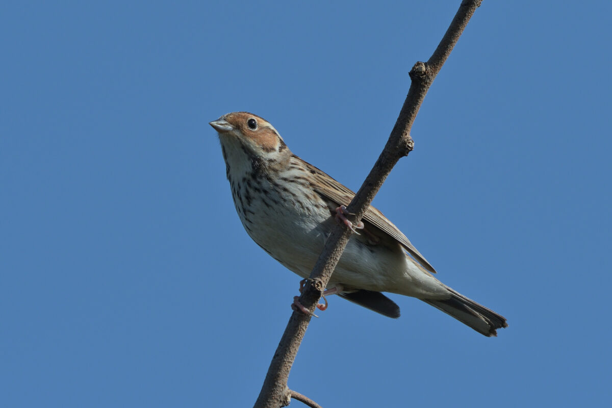 コホオアカ
西表島
住吉コンポスト
