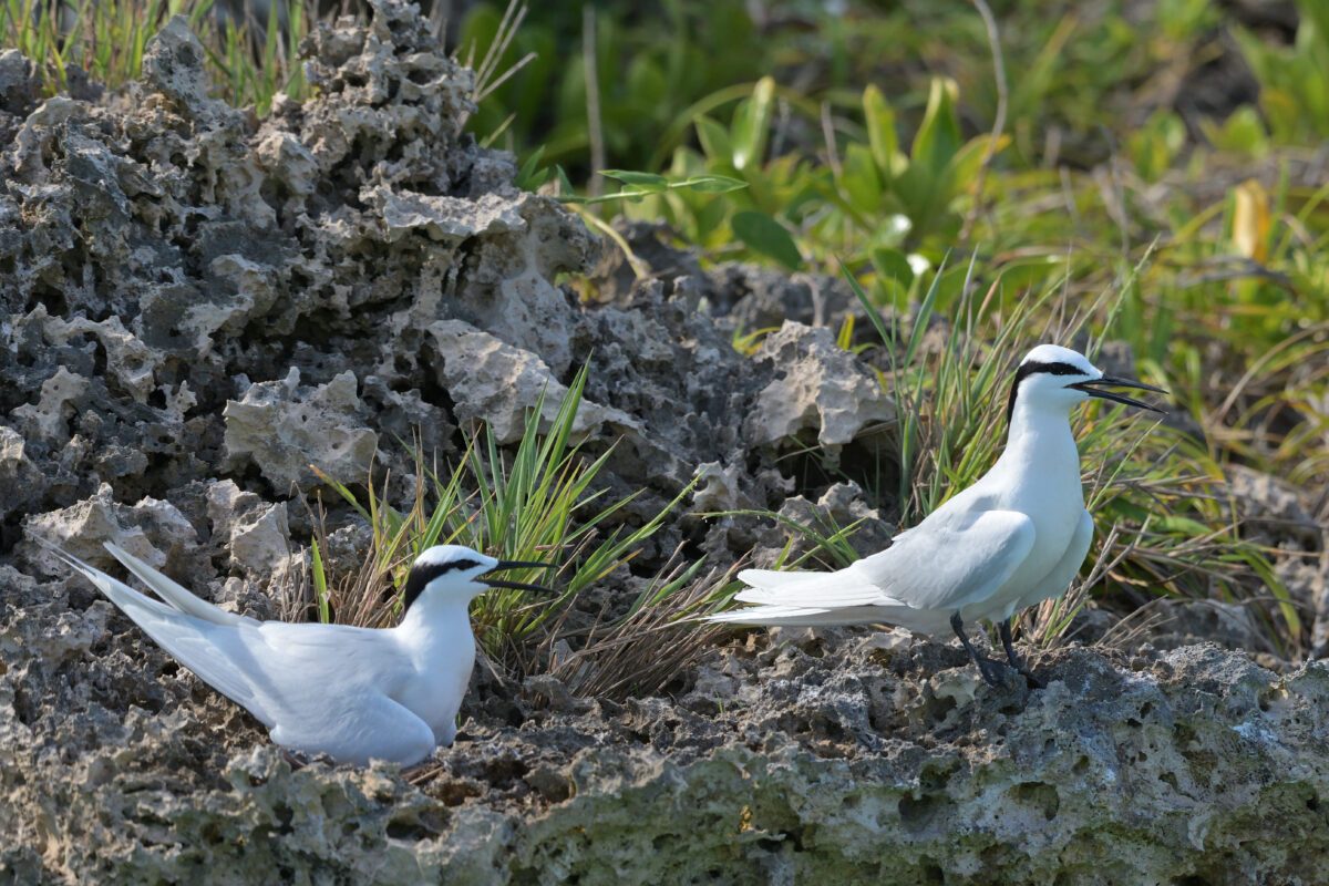エリグロアジサシ
鳩離島
西表島