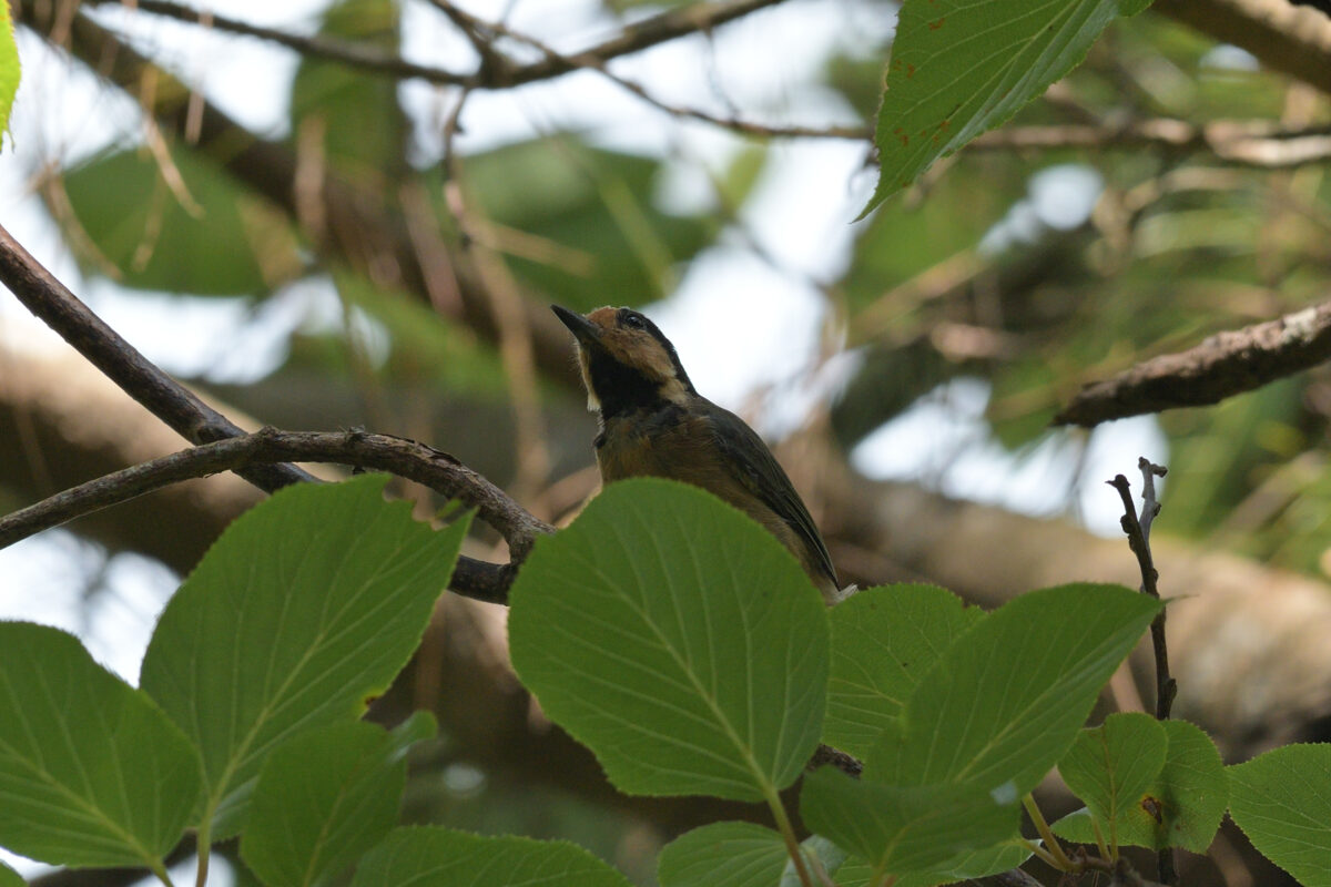 オリイヤマガラ
祖納岳
西表島