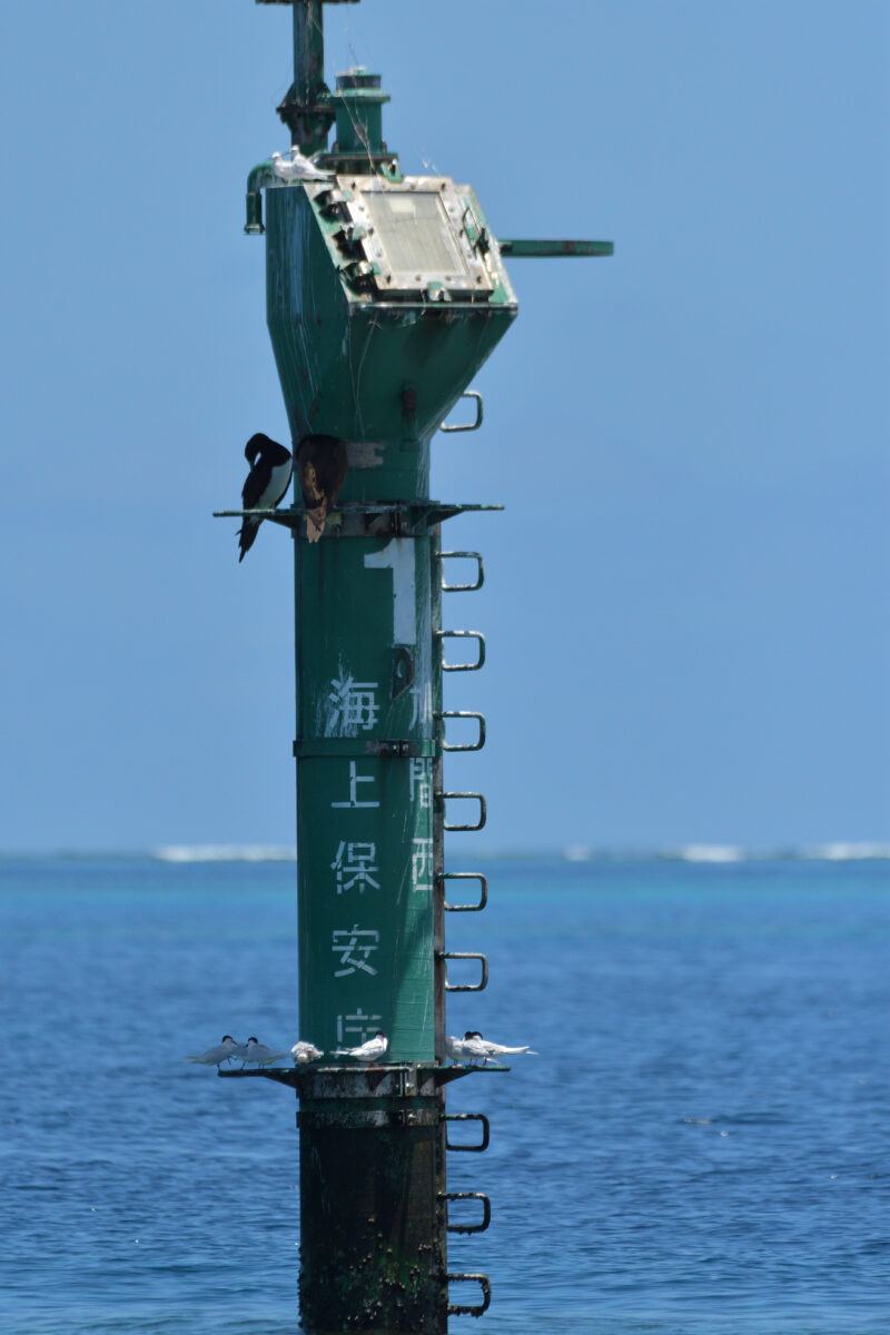 カツオドリ
ベニアジサシ
エリグロアジサシ
西表島
鳩間島