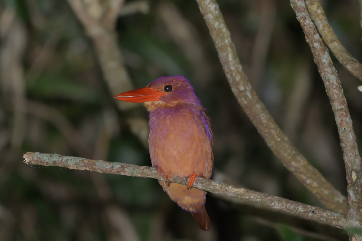 リュウキュウアカショウビン
西表島
リサイクルセンター