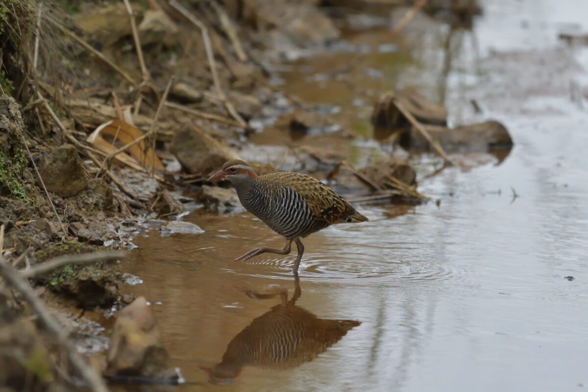 ナンヨウクイナ
西表島
フカンタ