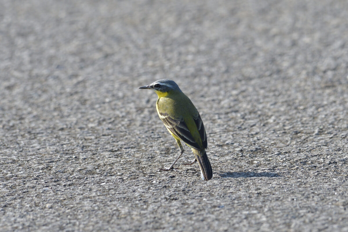 マミジロツメナガセキレイ♀
西表島
住吉コンポスト