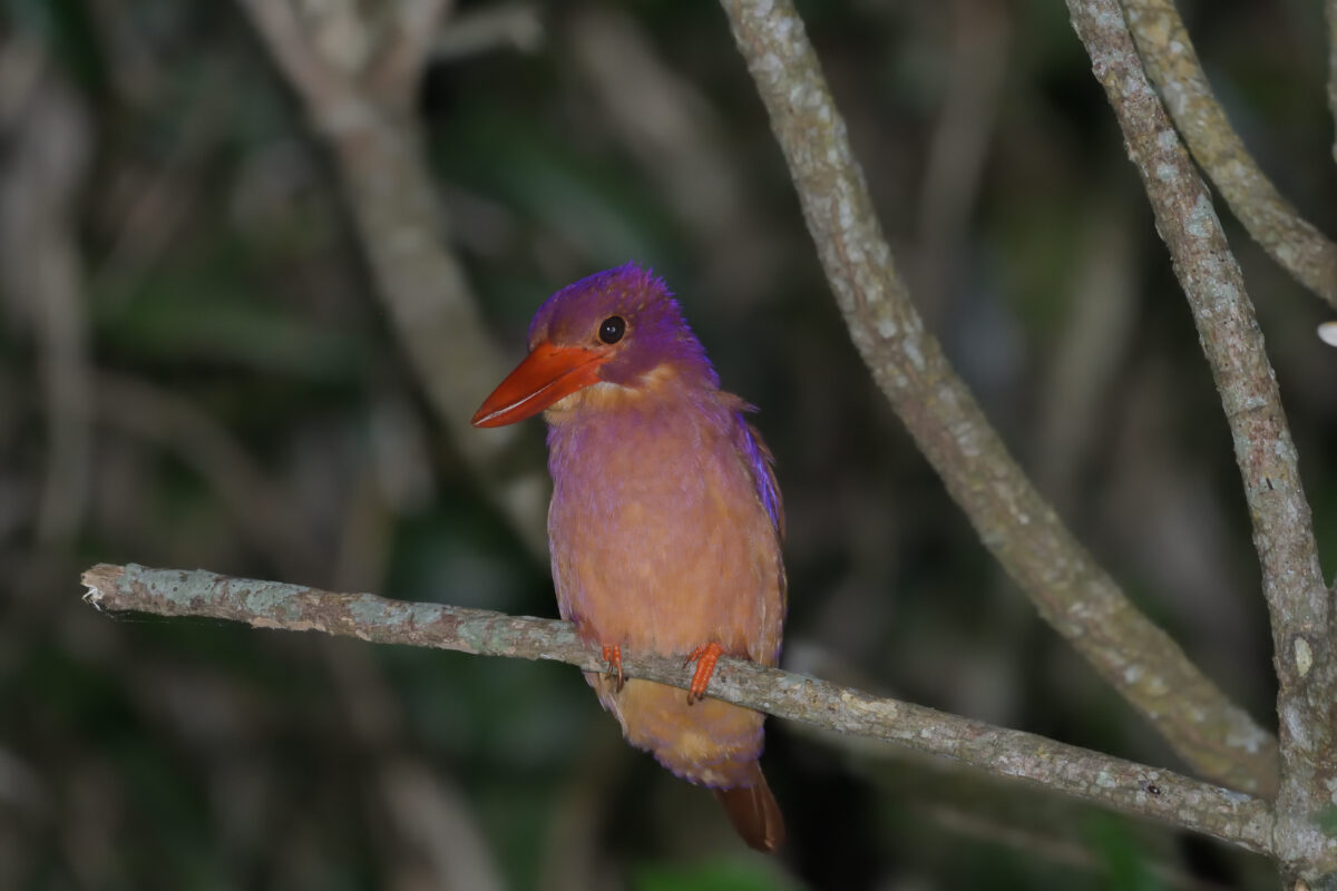 リュウキュウアカショウビン
西表島
リサイクルセンター