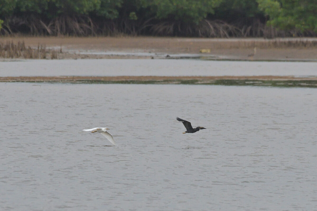 クロサギ
クロサギ白色型
西表島
仲間川