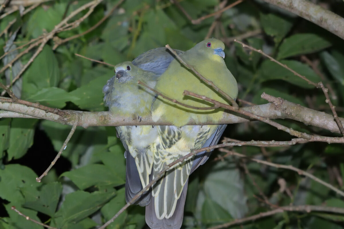 チュウダイズアカアオバト
西表島
リサイクルセンター