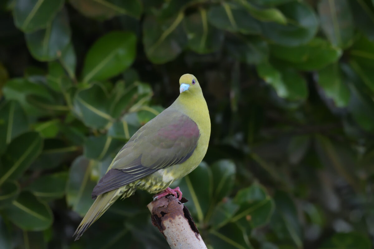 チュウダイズアカアオバト
チュウダイズアカアオバト♂
チュウダイズアカアオバト雄
西表島
佐久田
