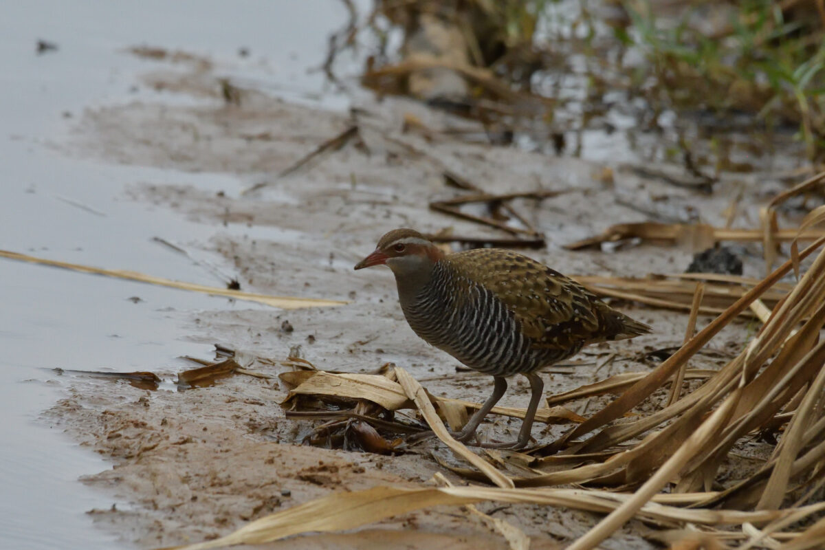 ナンヨウクイナ
西表島
フカンタ