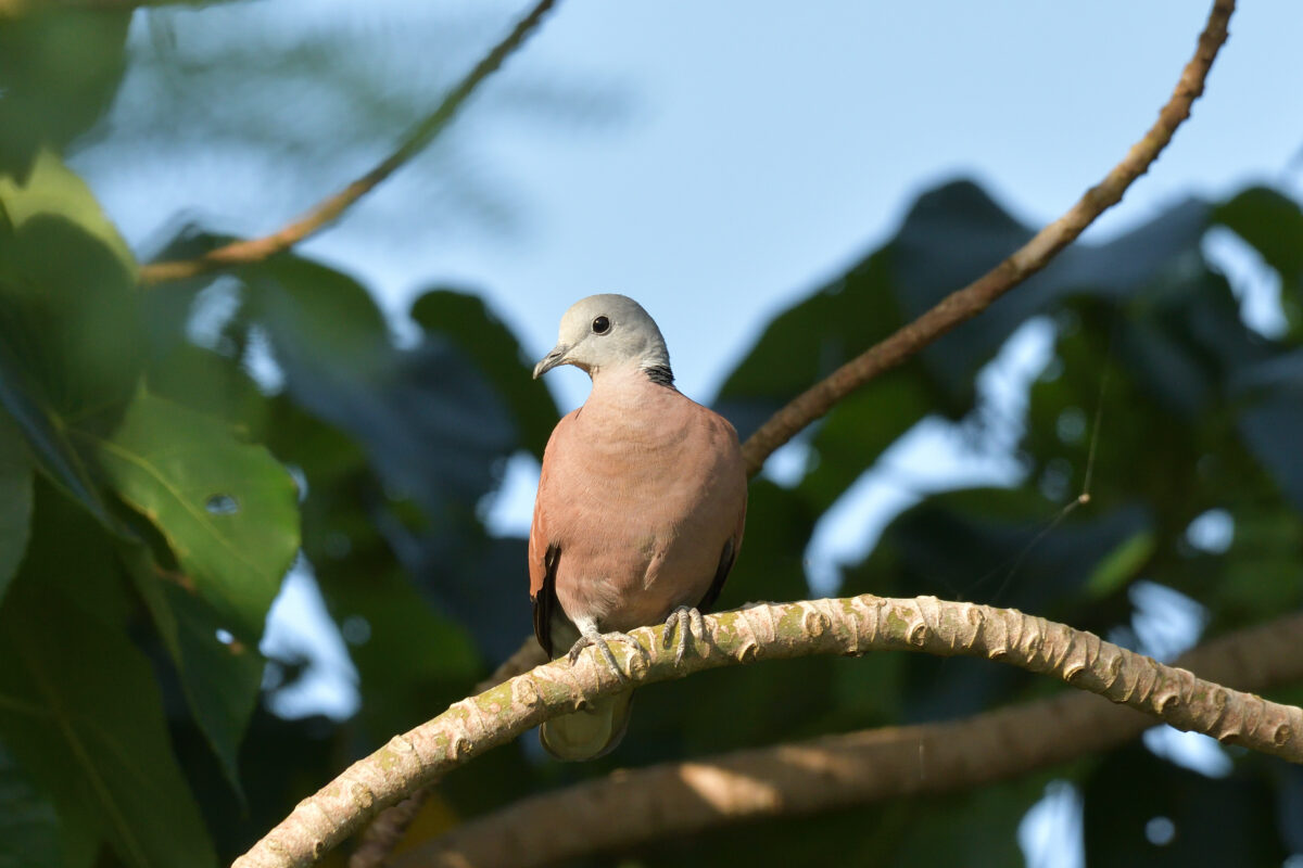 ベニバト
ベニバト♂
ベニバト雄
西表島
大浜農園