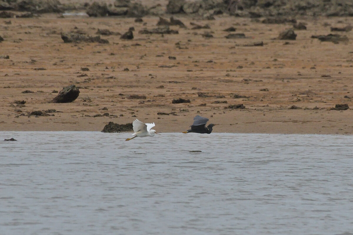 クロサギ
クロサギ白色型
西表島
仲間川