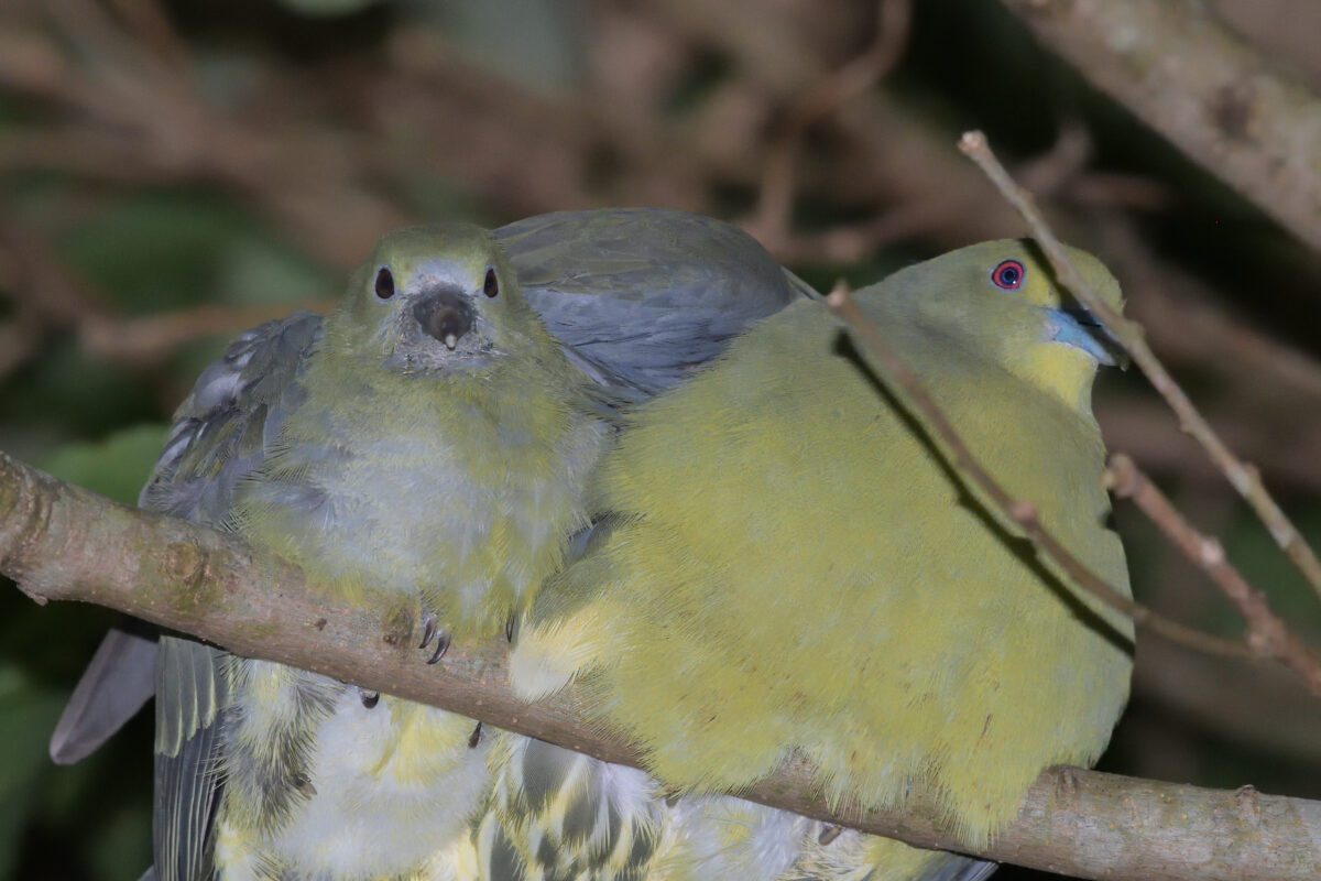 チュウダイズアカアオバト
西表島
リサイクルセンター