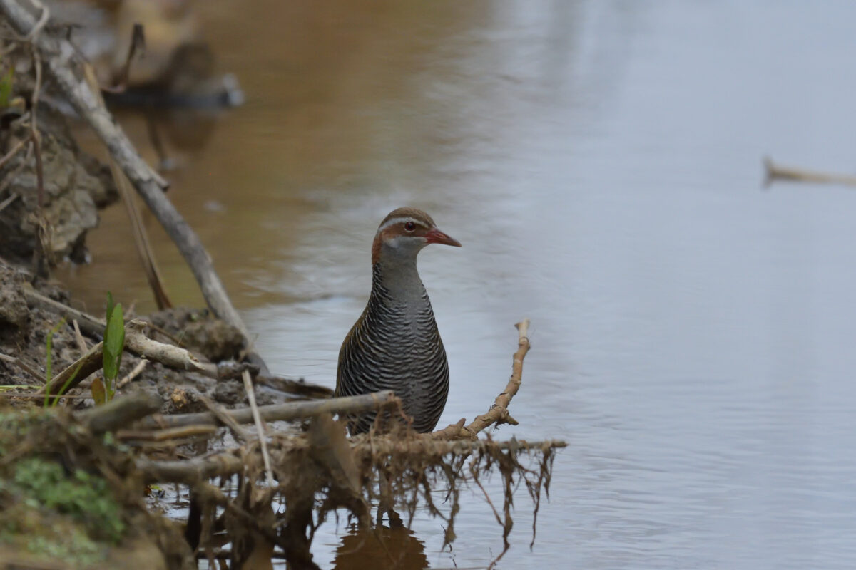 ナンヨウクイナ
西表島
フカンタ