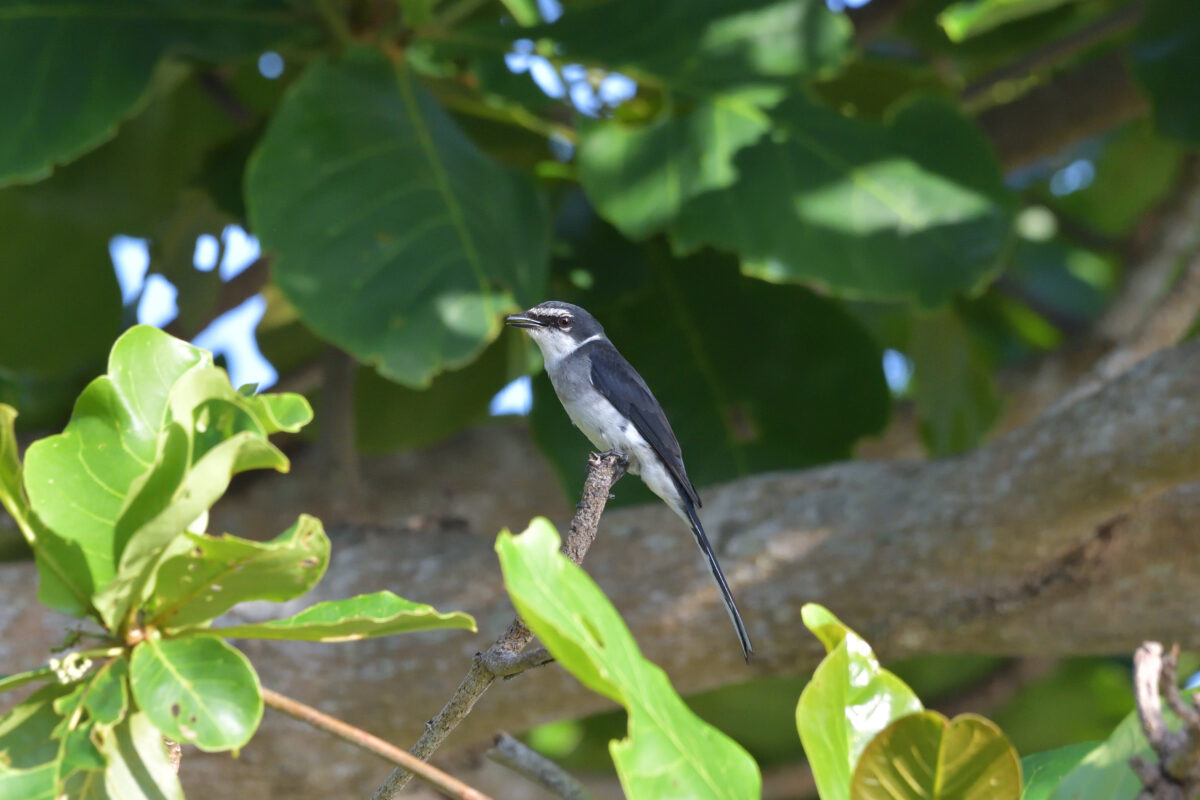 リュウキュウサンショウクイ
西表島
大浜農園