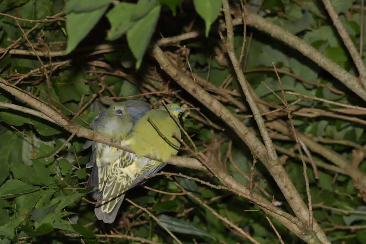 チュウダイズアカアオバト
西表島
リサイクルセンター