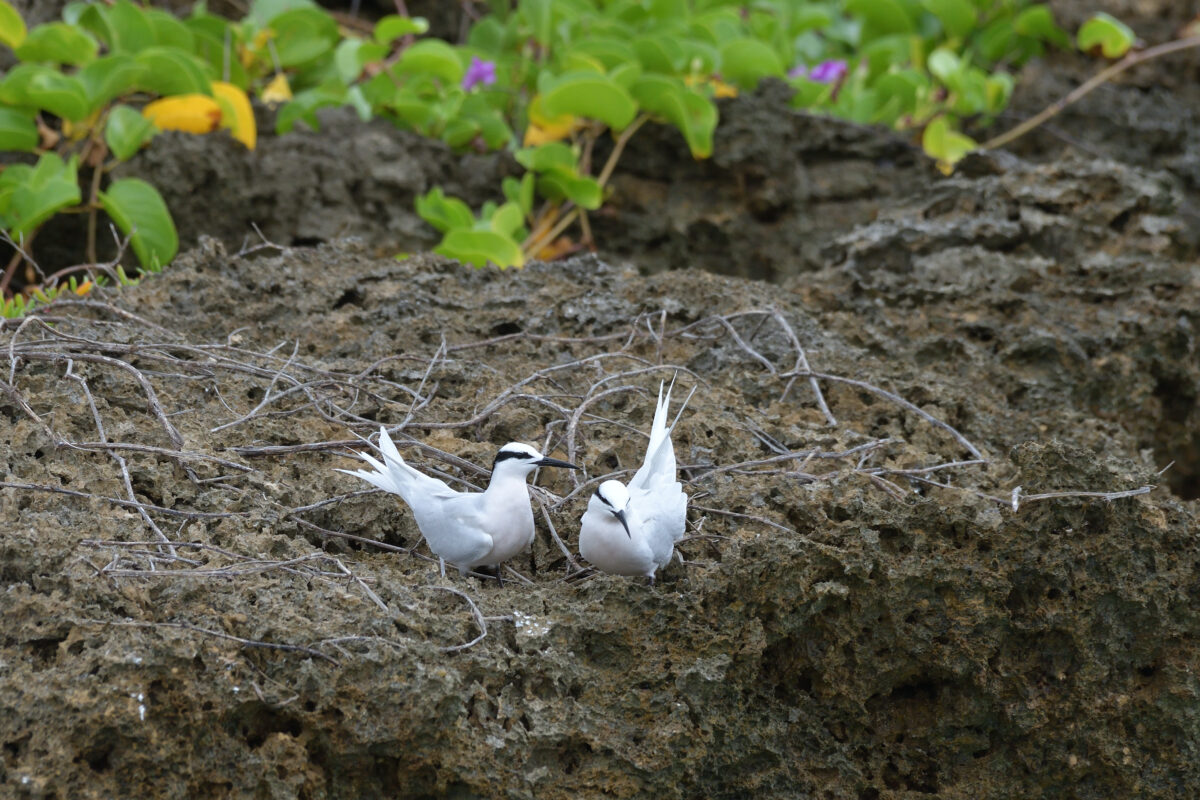エリグロアジサシ
西表島
鳩離島