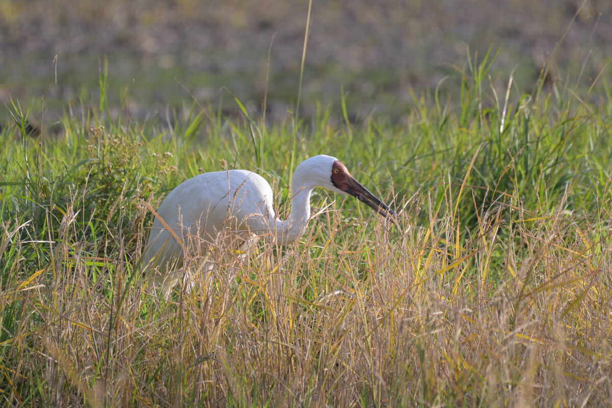 ソデグロヅル
西表島
ミダラの田んぼ
