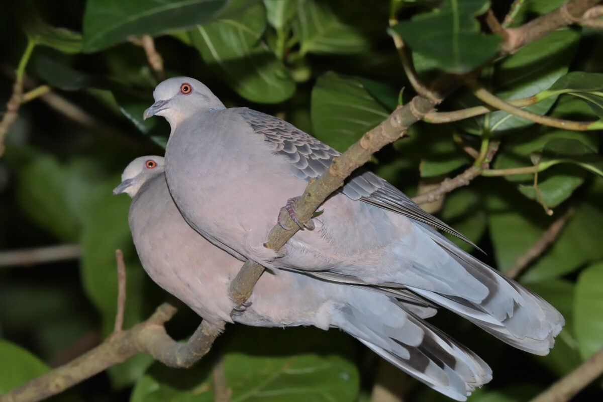 キジバト
西表島
リサイクルセンター