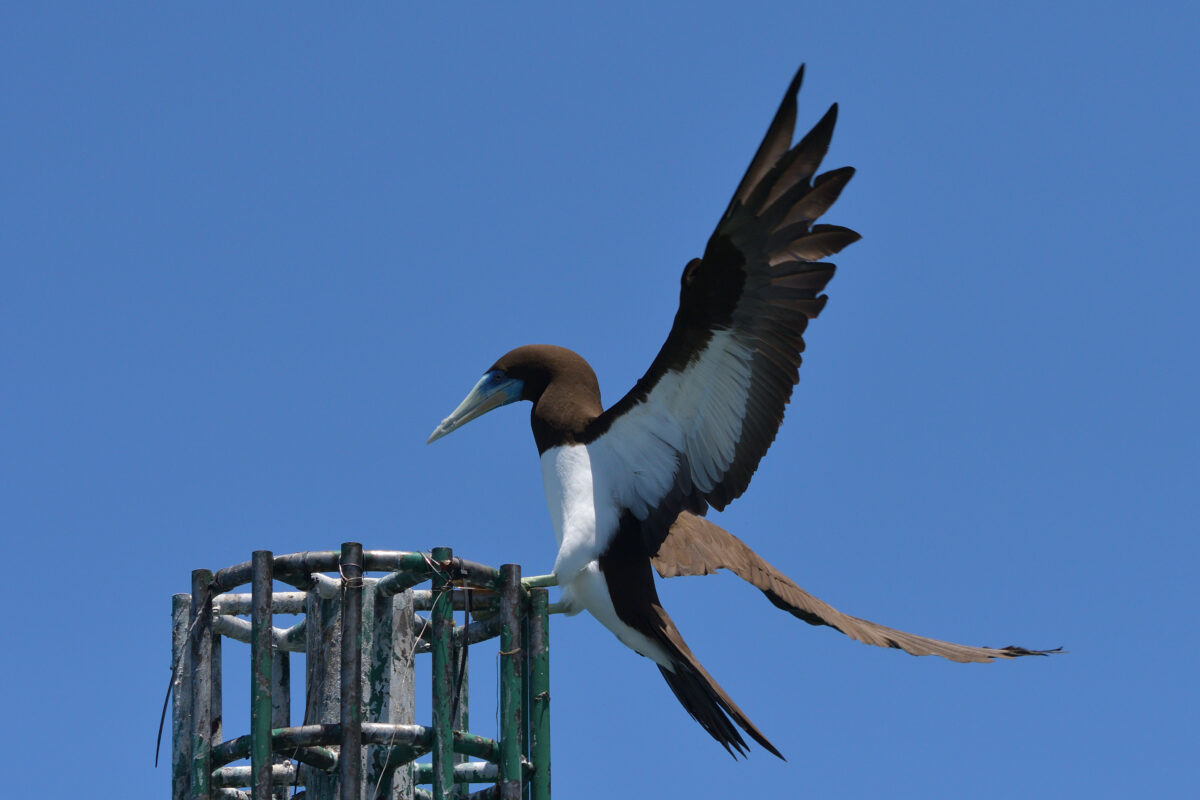 カツオドリ
カツオドリ雄
カツオドリ♂
西表島
鳩間島