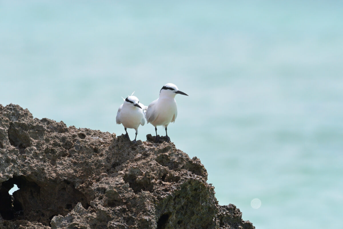 エリグロアジサシ
西表島
鳩離島