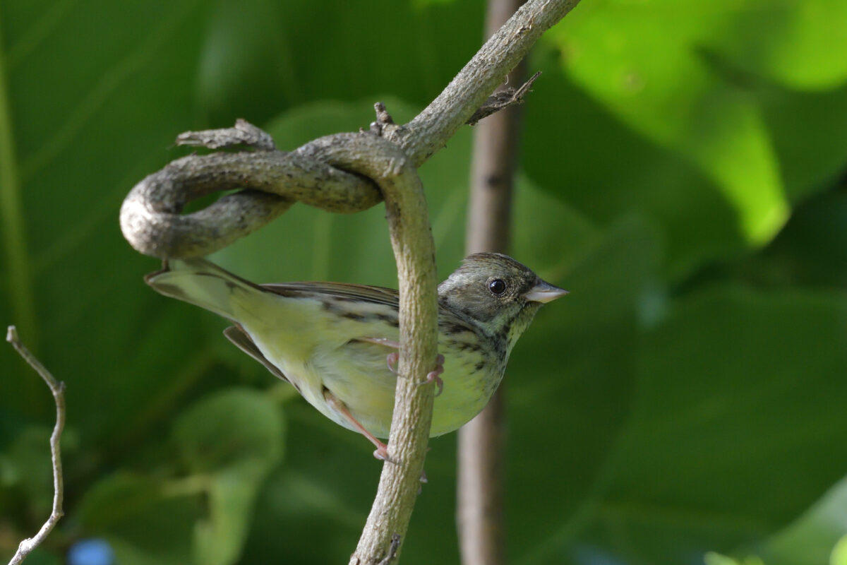 シベリアアオジ
シベリアアオジ♂若鳥
シベリアアオジ雄若鳥
西表島
大浜農園