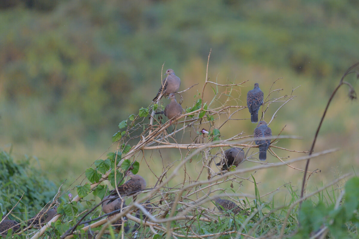 キジバト
西表島
住吉牧場