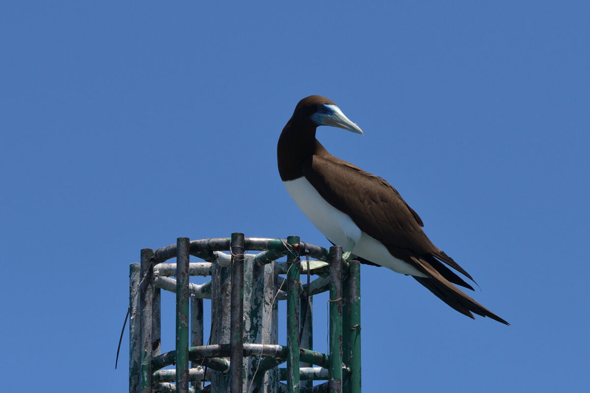 カツオドリ
カツオドリ雄
カツオドリ♂
西表島
鳩間島