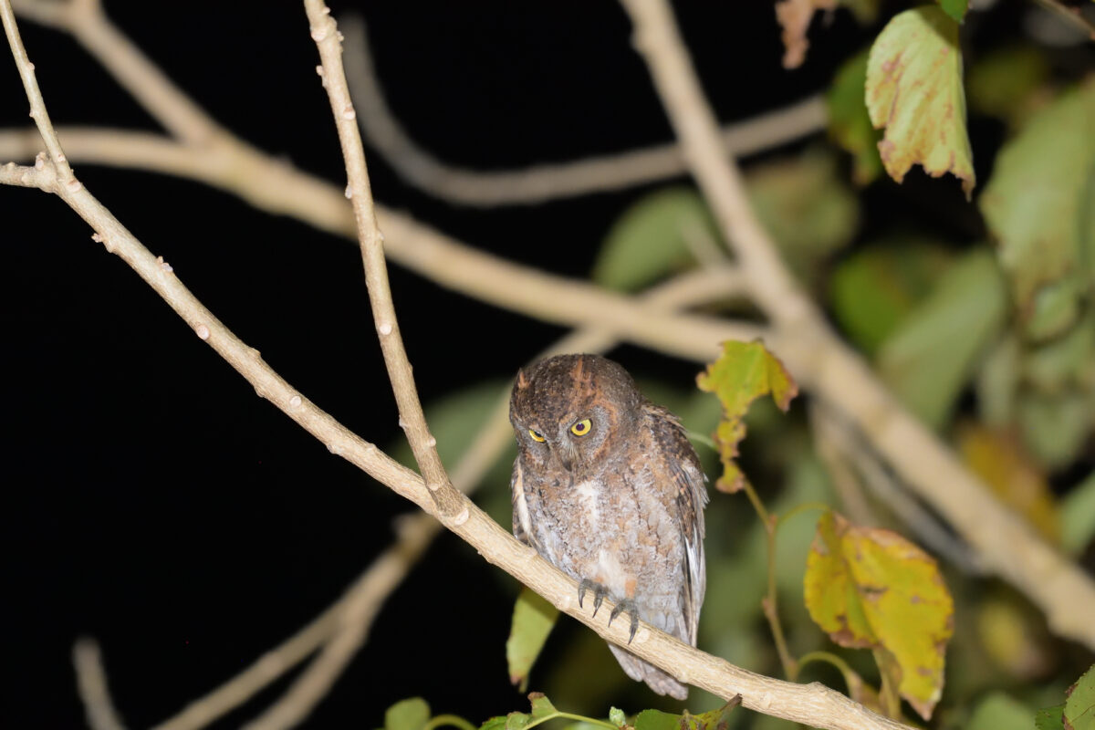 リュウキュウコノハズク
西表島
ナイトツアー
