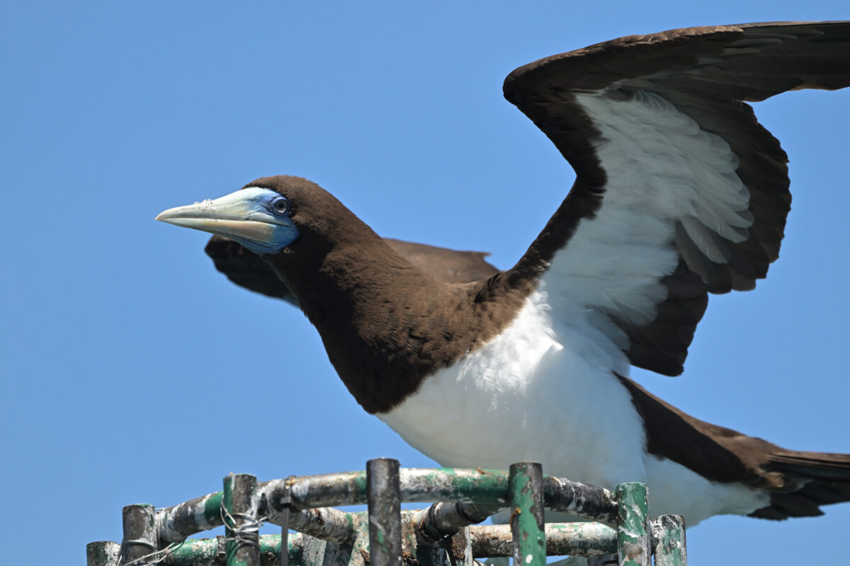 カツオドリ
カツオドリ♂
カツオドリ雄
西表島
鳩間島