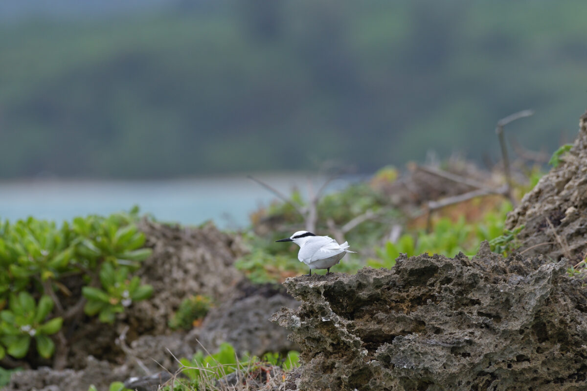 エリグロアジサシ
西表島
鳩離島