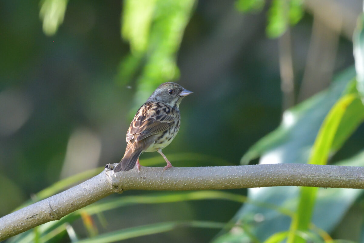 シベリアアオジ
シベリアアオジ♂若鳥
シベリアアオジ雄若鳥
西表島
大浜農園