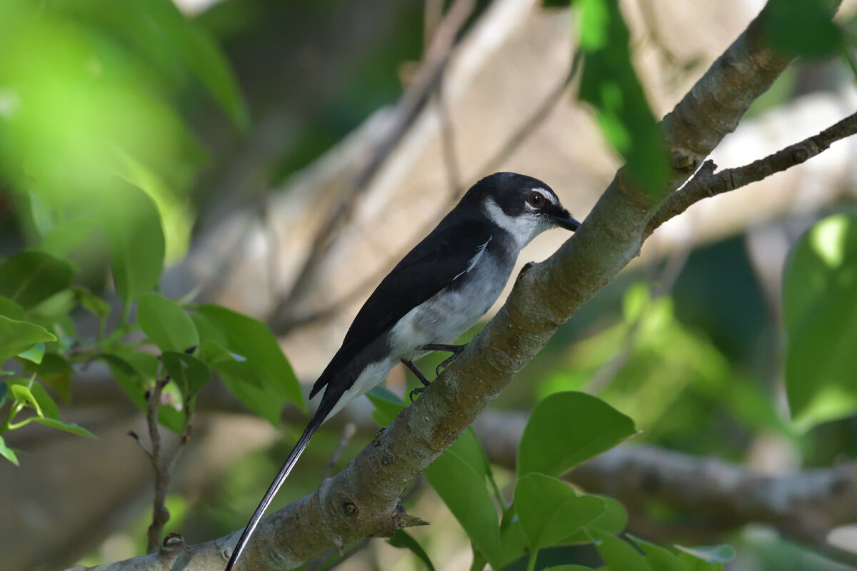 リュウキュウサンショウクイ
西表島
大浜農園