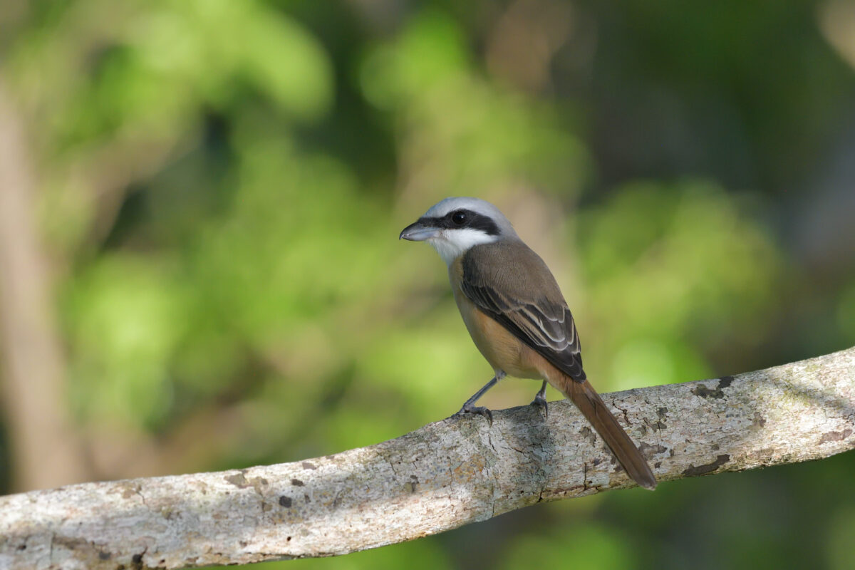 シマアカモズ
西表島
大浜農園