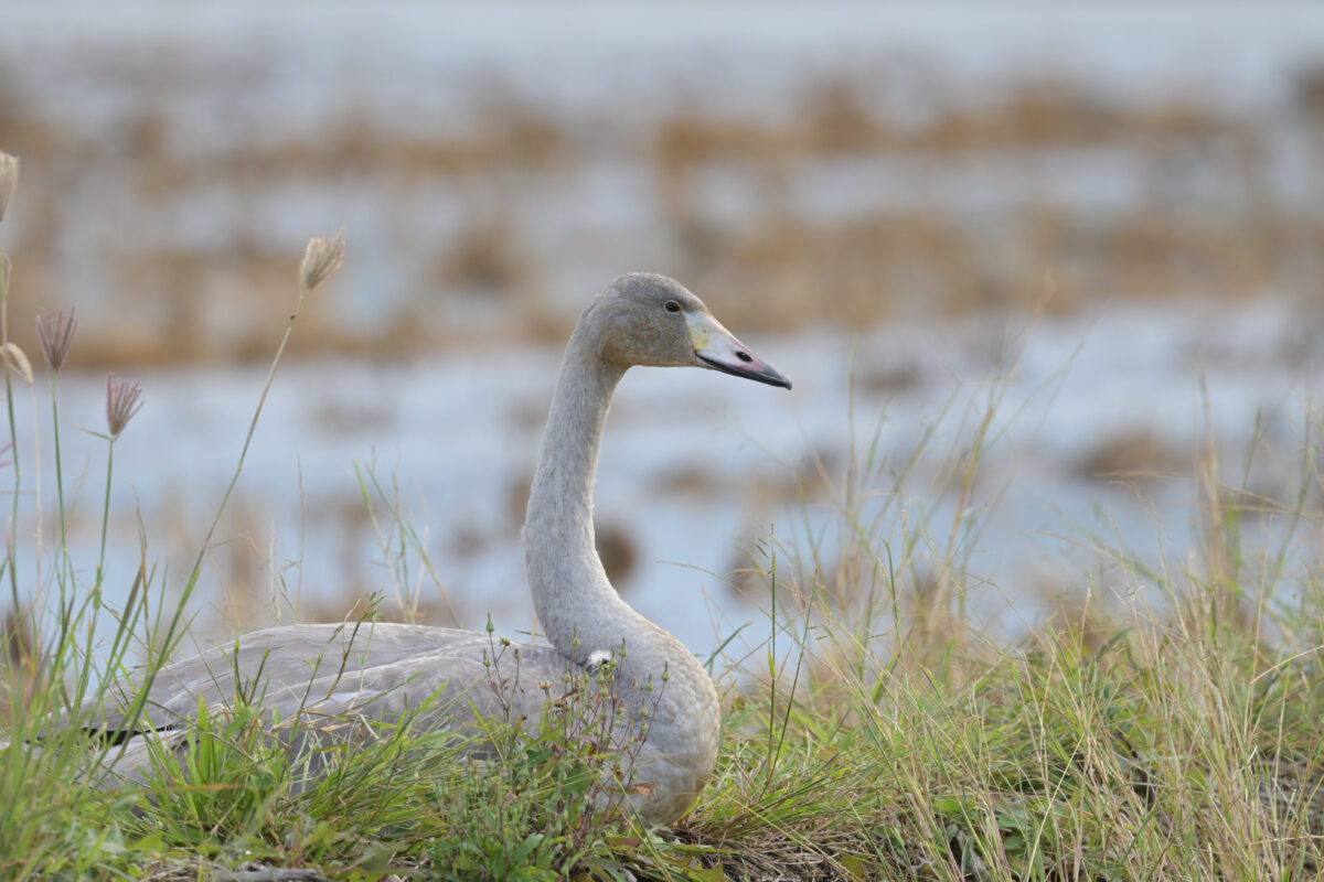 コハクチョウ
コハクチョウ幼鳥
西表島
美原の田んぼ