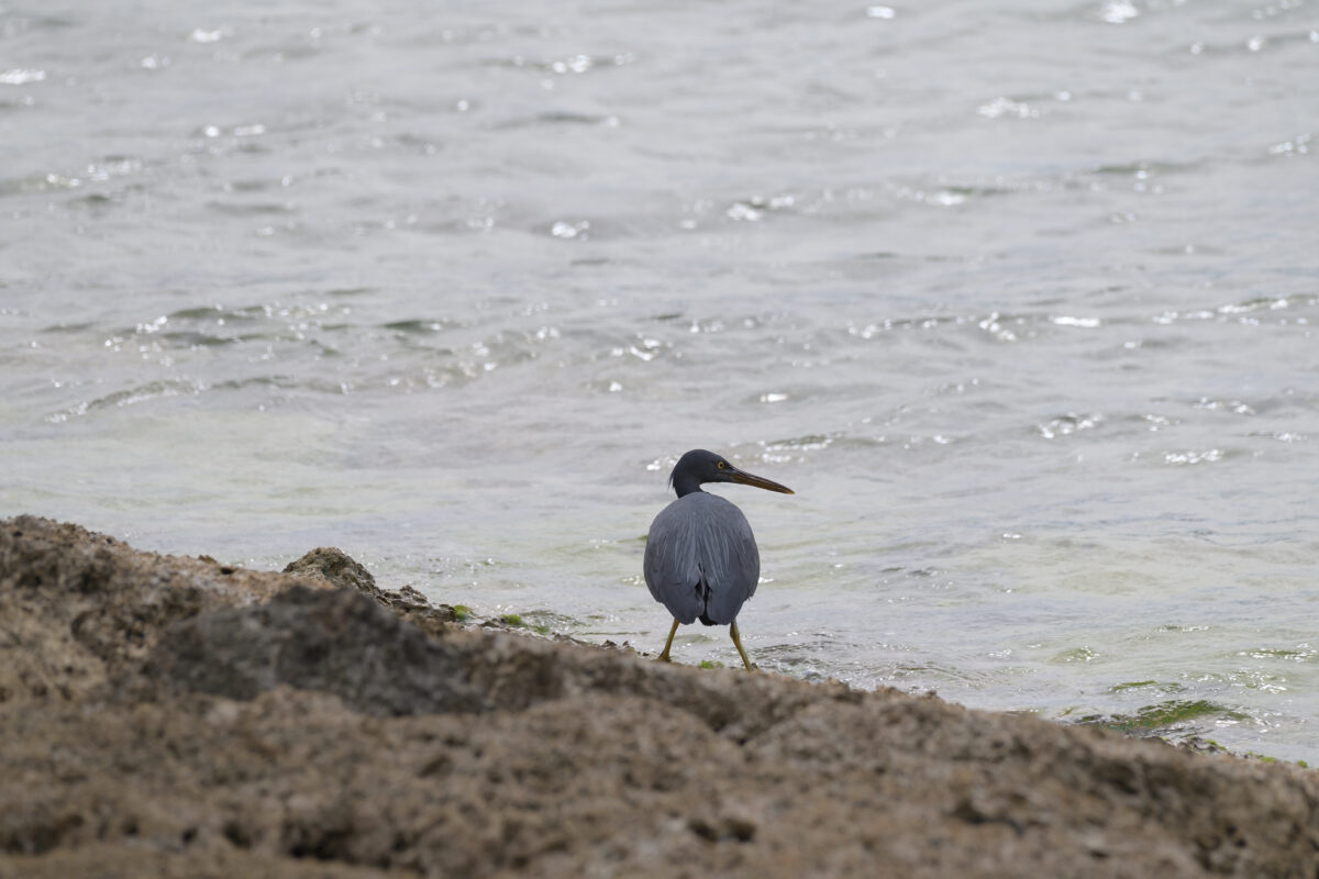 クロサギ
西表島
祖納
