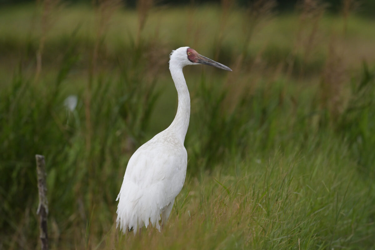 ソデグロヅル
西表島
ミダラの田んぼ