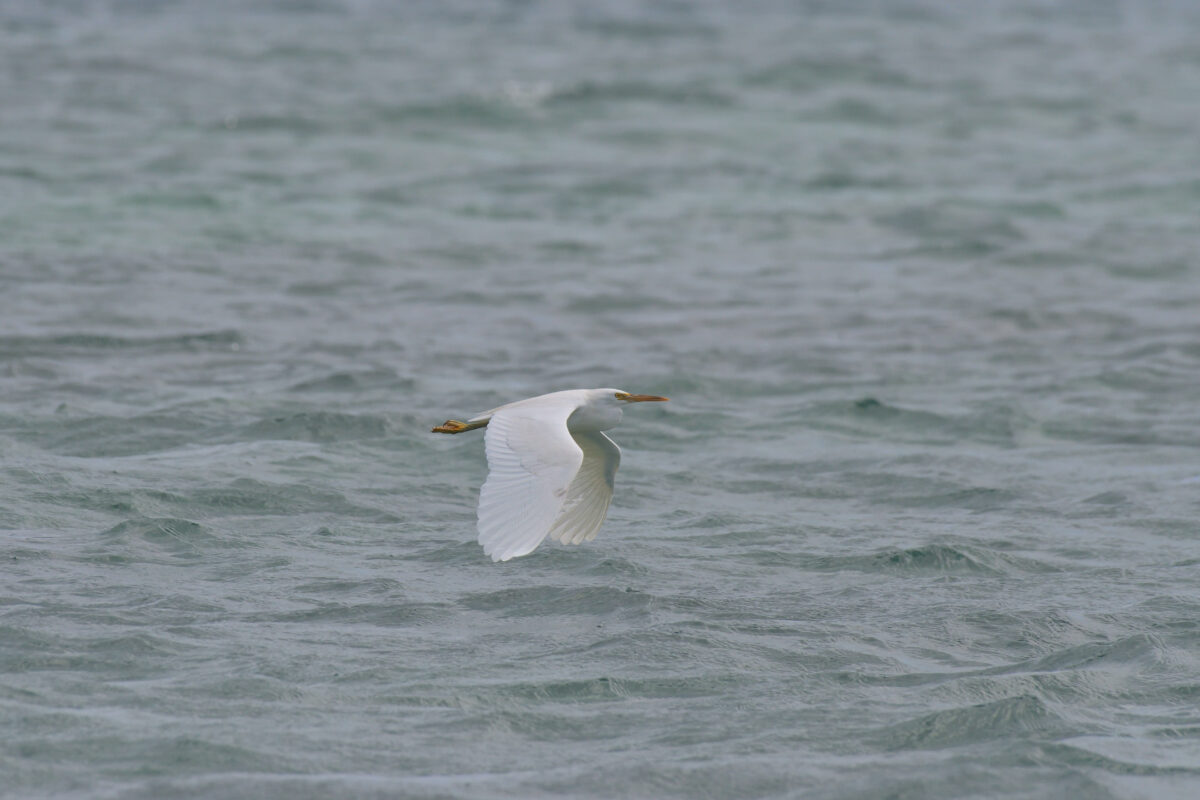 クロサギ
西表島
鳩離島