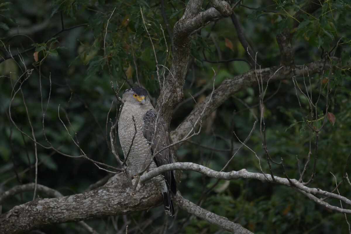 カンムリワシ
西表島
大浜農園