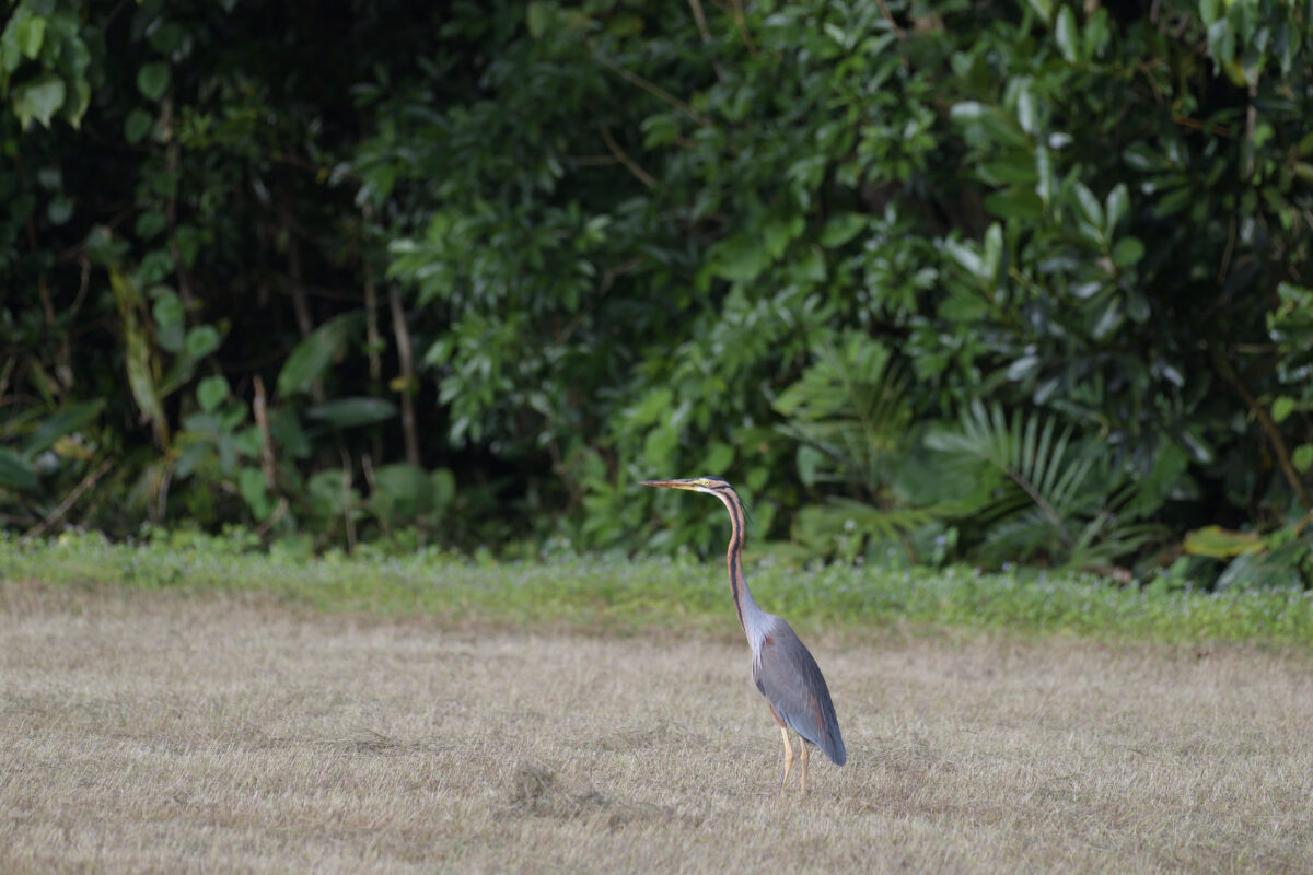 ムラサキサギ
西表島
古見