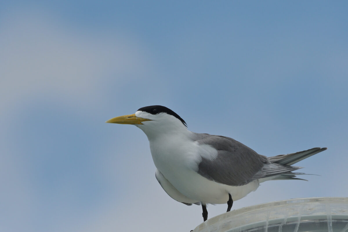 オオアジサシ
西表島