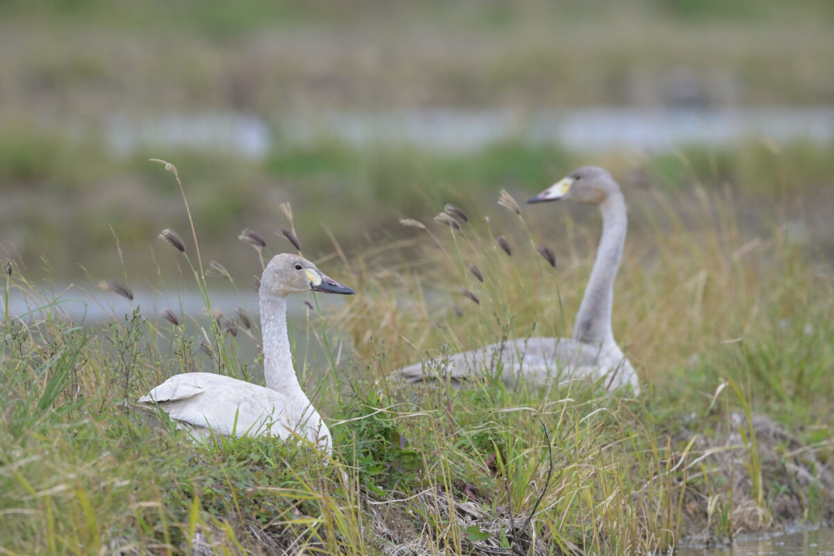 コハクチョウ
コハクチョウ幼鳥
西表島
美原の田んぼ
